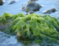 Researchers Looking at Properties of Seaweed in Fight Against Diseases
