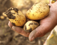 British Scientists Produce Blight-Immune GM Potatoes
