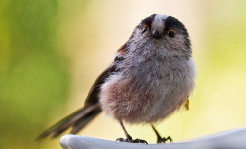 Small birds may get boost from climate change