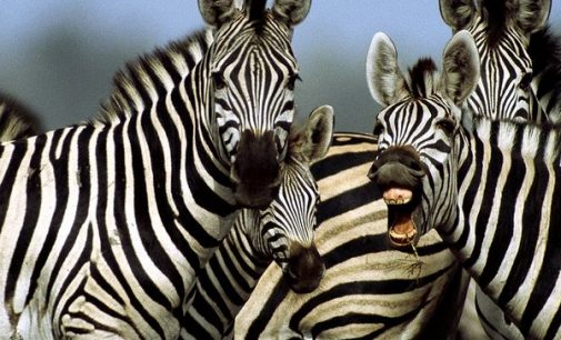 Research shows zebra markings act like bug repellent