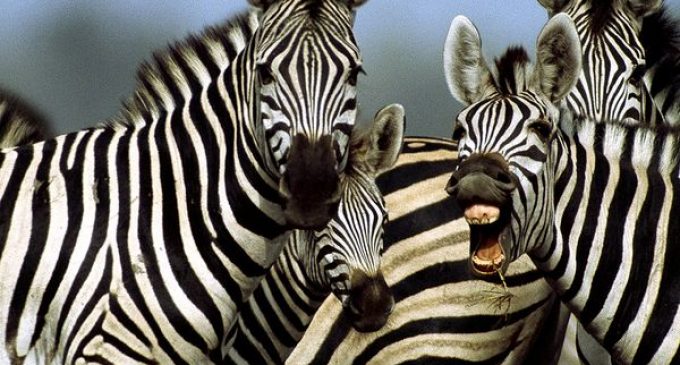 Research shows zebra markings act like bug repellent