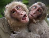 Studies show, Monkeys also believe in winning streaks.
