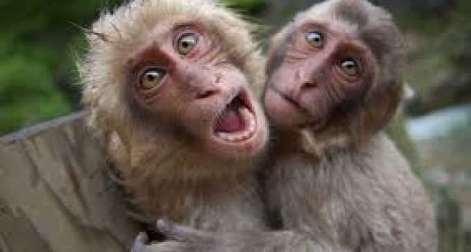 Studies show, Monkeys also believe in winning streaks.