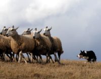 Robots could replace sheepdogs after scientists learn herding secrets