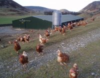 Wireless sensors to improve poultry production wins UCD award