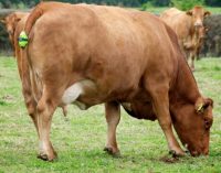 Irish-designed sensor tells farmers when cows are ready to calve