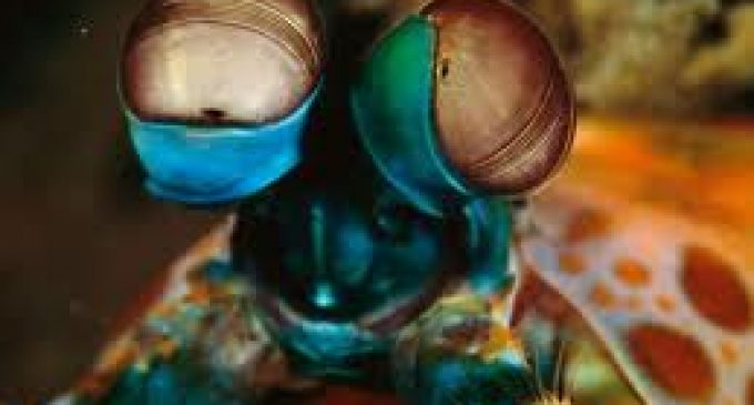 Mantis shrimp eyes inspiring new cancer-detecting cameras