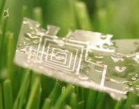 World’s first dissolvable microchip created by researchers