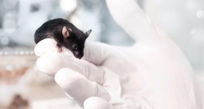 Mayo Clinic researchers extend lifespan by up to 35 percent in mice