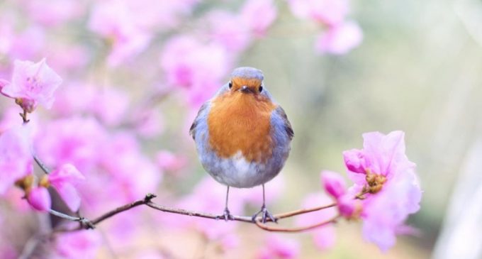 New Evidence Shows Noise Pollution is Hampering Birds Communicating With Each Other