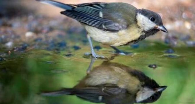 Climate Change Occurring Faster Than Birds Can Adapt