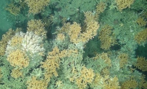 Research Expedition Maps Scottish Sea Bed to Study Recovery of Coral Reef