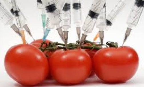 Test Detects Genetic Modification in Food