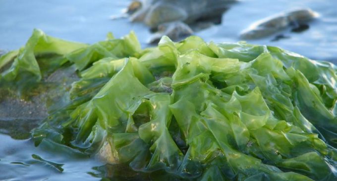 Researchers Looking at Properties of Seaweed in Fight Against Diseases