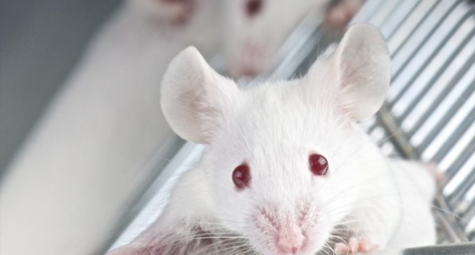 Living organ regenerated for first time: Thymus rebuilt in mice