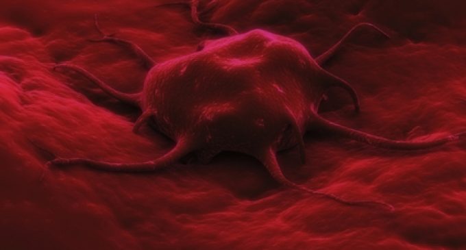 Severing nerves may shrink stomach cancers: Botox injections slow growth of stomach tumors in mice