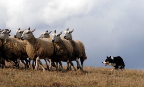 Robots could replace sheepdogs after scientists learn herding secrets
