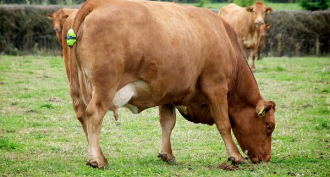 Irish-designed sensor tells farmers when cows are ready to calve