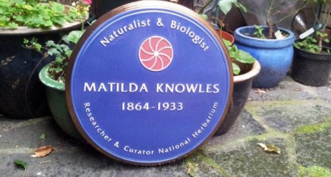 Irish botanist Matilda Knowles honoured after 150 years