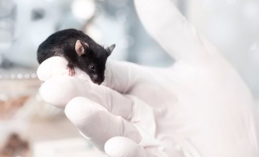 Mayo Clinic researchers extend lifespan by up to 35 percent in mice