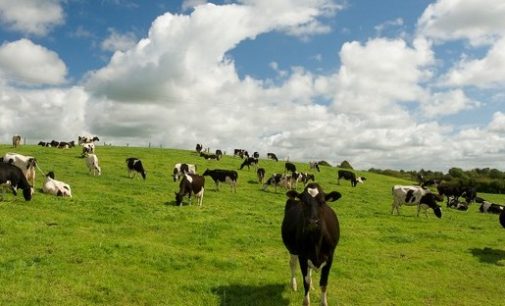 Grass Fed Dairy Cows Produce Milk With Superior Nutritional Properties