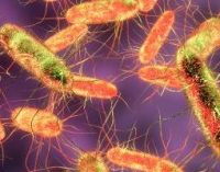 Salmonella Cases in Humans – Assessing Current EU Reduction Targets