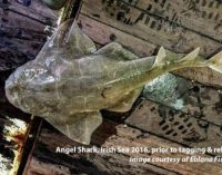 New Research Shows Near Extinction of Angel Shark in Irish Waters
