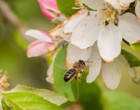 New Partnership to Save Bees and Increase Global Crop Production