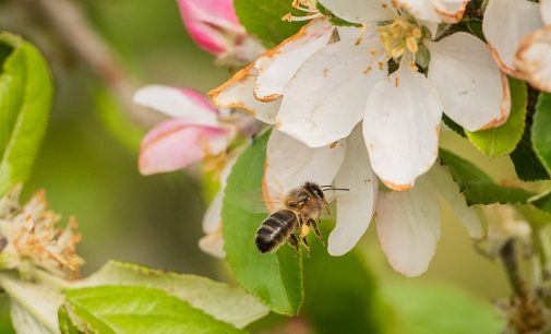 New Partnership to Save Bees and Increase Global Crop Production