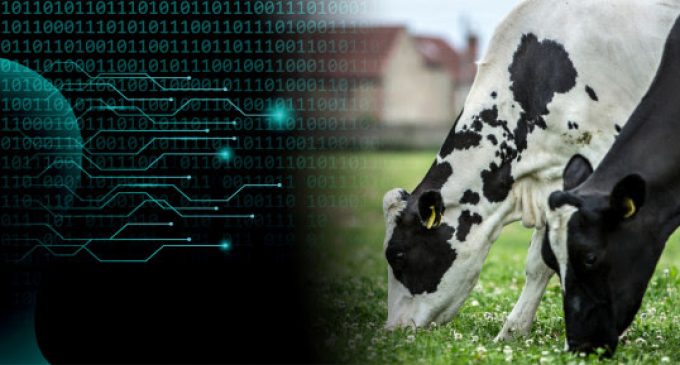 New Artificial Intelligence Tool Predicts How Much Milk 1.5 Million Cows Will Produce