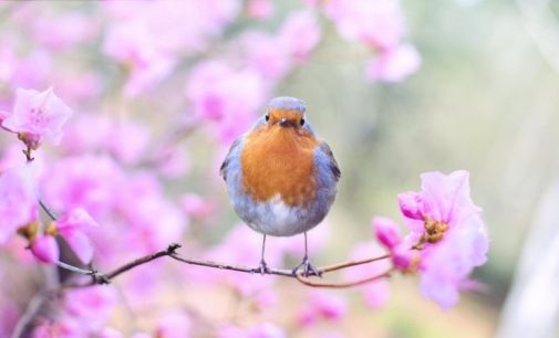 New Evidence Shows Noise Pollution is Hampering Birds Communicating With Each Other