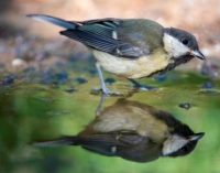 Climate Change Occurring Faster Than Birds Can Adapt
