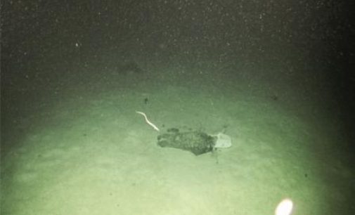 Study Finds Plastics at Bottom of Deep Submarine Canyon