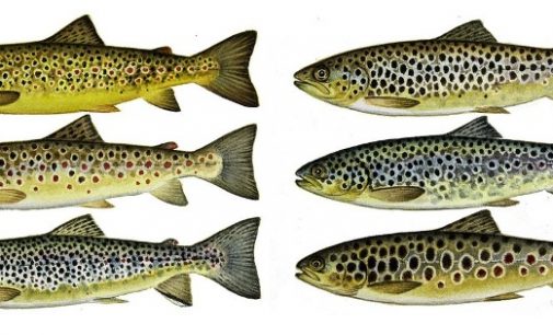 Brown Trout Genome Sequencing a Game-changer For Wildlife Conservation During Climate Change