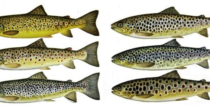 Brown Trout Genome Sequencing a Game-changer For Wildlife Conservation During Climate Change